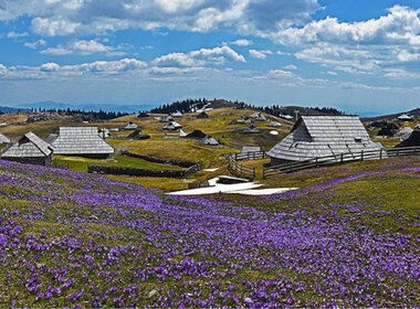 Simbolična fotografija za članek z naslovom:  Tradicija v trendu